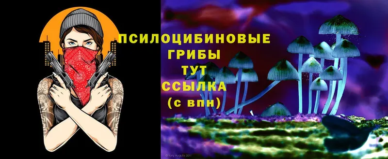 Псилоцибиновые грибы Psilocybine cubensis  Вязьма 